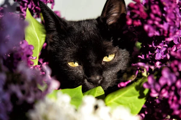 Porträt Einer Schwarzen Katze Mit Gelben Augen Die Aus Einem — Stockfoto