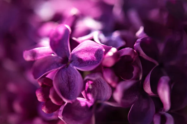 Makrolila Blommor Våren Bakgrund Våren Lila Blomma Blomma Makro Vårens Royaltyfria Stockbilder