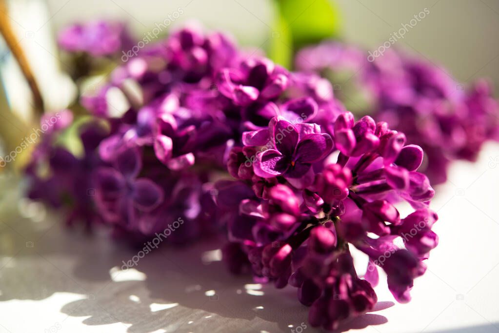 Macro shot of bunch of lilac blossom flowers spring. Spring lilac blossom bloom background. Spring lilac flowers close up. Fresh bouquet of violet lilac. Aroma. Allergy time. Allergen. Allergic