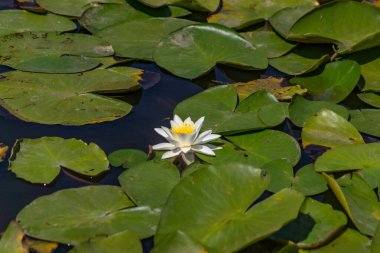 Nehirde çiçek açan nilüferler. Gölette büyüyen büyük yapraklı büyük beyaz çiçekler..
