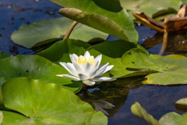 Nehirde çiçek açan nilüferler. Gölette büyüyen büyük yapraklı büyük beyaz çiçekler..