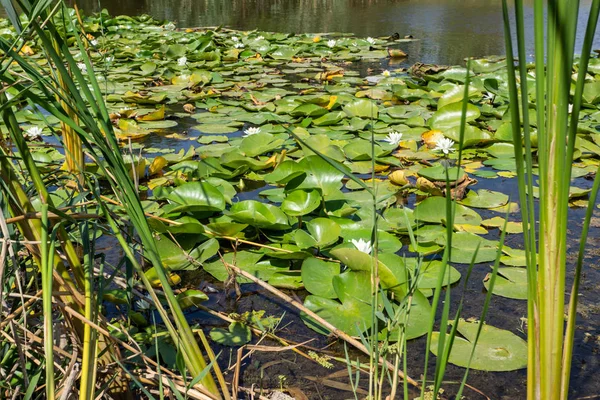 Berkembang Teratai Sungai Bunga Putih Besar Dengan Daun Besar Tumbuh — Stok Foto