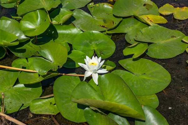 Blühende Lotusblüten Fluss Große Weiße Blüten Mit Großen Blättern Die — Stockfoto