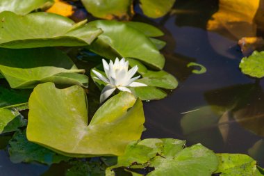 Nehirde çiçek açan nilüferler. Gölette büyüyen büyük yapraklı büyük beyaz çiçekler..