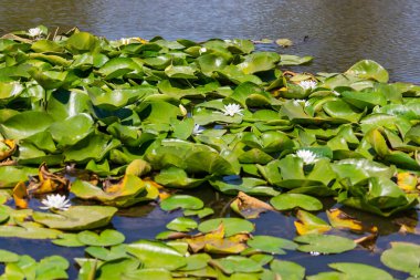 Nehirde çiçek açan nilüferler. Gölette büyüyen büyük yapraklı büyük beyaz çiçekler..