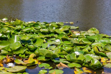 Nehirde çiçek açan nilüferler. Gölette büyüyen büyük yapraklı büyük beyaz çiçekler..