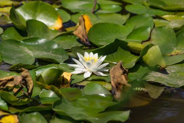 Nehirde çiçek açan nilüferler. Gölette büyüyen büyük yapraklı büyük beyaz çiçekler..