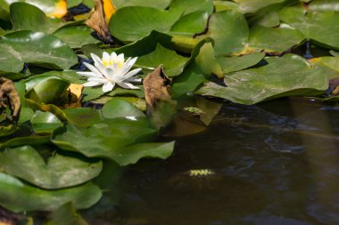 Nehirde çiçek açan nilüferler. Gölette büyüyen büyük yapraklı büyük beyaz çiçekler..