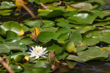 Nehirde çiçek açan nilüferler. Gölette büyüyen büyük yapraklı büyük beyaz çiçekler..