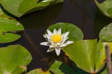 Nehirde çiçek açan nilüferler. Gölette büyüyen büyük yapraklı büyük beyaz çiçekler..