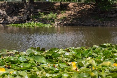 Ağaçlar suyun üzerinde eğilmiştir. Nehirde çiçek açan nilüferler. Gölette büyüyen büyük yapraklı büyük beyaz çiçekler..