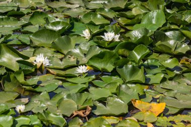 Nehirde çiçek açan nilüferler. Gölette büyüyen büyük yapraklı büyük beyaz çiçekler..