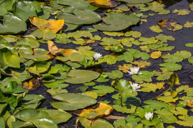 Nehirde çiçek açan nilüferler. Gölette büyüyen büyük yapraklı büyük beyaz çiçekler..