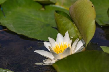 Nehirde çiçek açan nilüferler. Gölette büyüyen büyük yapraklı büyük beyaz çiçekler..