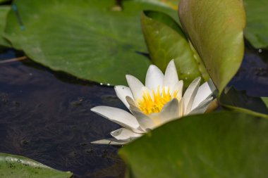 Nehirde çiçek açan nilüferler. Gölette büyüyen büyük yapraklı büyük beyaz çiçekler..
