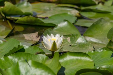Nehirde çiçek açan nilüferler. Gölette büyüyen büyük yapraklı büyük beyaz çiçekler..