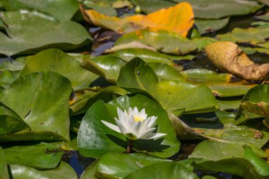 Nehirde çiçek açan nilüferler. Gölette büyüyen büyük yapraklı büyük beyaz çiçekler..
