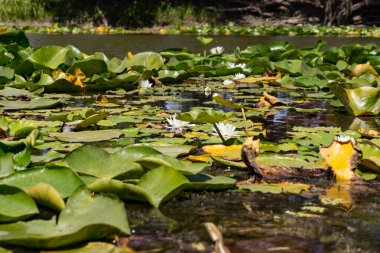 Nehirde çiçek açan nilüferler. Gölette büyüyen büyük yapraklı büyük beyaz çiçekler..