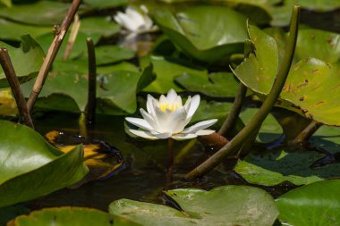Nehirde çiçek açan nilüferler. Gölette büyüyen büyük yapraklı büyük beyaz çiçekler..