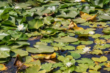Nehirde çiçek açan nilüferler. Gölette büyüyen büyük yapraklı büyük beyaz çiçekler..