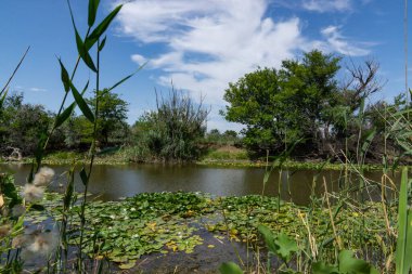 Ağaçlar suyun üzerinde eğilmiştir. Nehirde çiçek açan nilüferler. Gölette büyüyen büyük yapraklı büyük beyaz çiçekler..