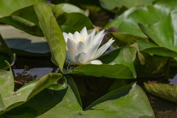 Blooming Lotuses River Large White Flowers Large Leaves Growing Pond — Stock Photo, Image