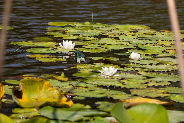 Des Lotus Fleuris Dans Rivière Grandes Fleurs Blanches Avec Grandes — Photo