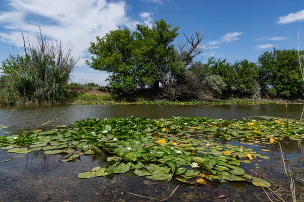 Bäume Kippen Über Das Wasser Blühende Lotusblüten Fluss Große Weiße — Stockfoto