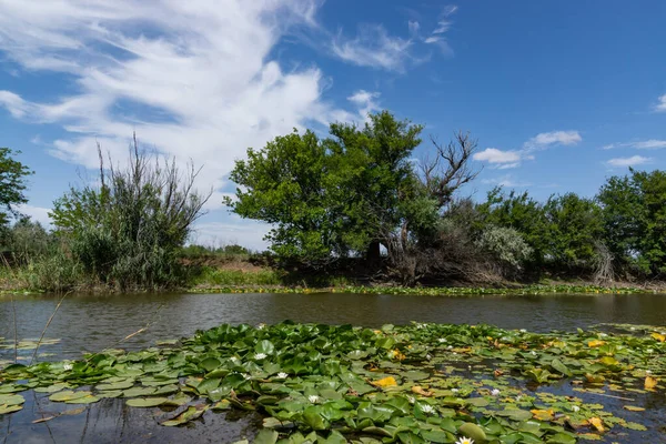 Árvores Estão Inclinadas Acima Água Lotas Florescer Rio Grandes Flores — Fotografia de Stock