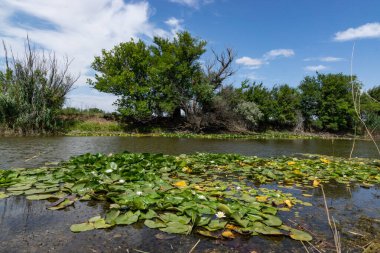 Ağaçlar suyun üzerinde eğilmiştir. Nehirde çiçek açan nilüferler. Gölette büyüyen büyük yapraklı büyük beyaz çiçekler..