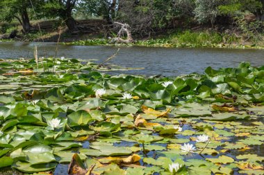 Ağaçlar suyun üzerinde eğilmiştir. Nehirde çiçek açan nilüferler. Gölette büyüyen büyük yapraklı büyük beyaz çiçekler..