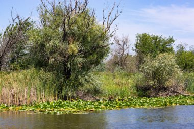 Ağaçlar suyun üzerinde eğilmiştir. Nehirde çiçek açan nilüferler. Gölette büyüyen büyük yapraklı büyük beyaz çiçekler..