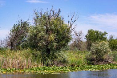 Ağaçlar suyun üzerinde eğilmiştir. Nehirde çiçek açan nilüferler. Gölette büyüyen büyük yapraklı büyük beyaz çiçekler..