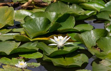 Nehirde çiçek açan nilüferler. Gölette büyüyen büyük yapraklı büyük beyaz çiçekler..