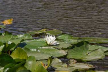 Nehirde çiçek açan nilüferler. Gölette büyüyen büyük yapraklı büyük beyaz çiçekler..