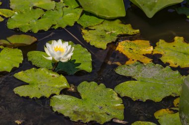 Nehirde çiçek açan nilüferler. Gölette büyüyen büyük yapraklı büyük beyaz çiçekler..