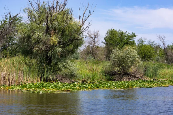 Bäume Kippen Über Das Wasser Blühende Lotusblüten Fluss Große Weiße — Stockfoto