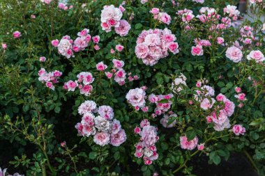 Pembe ve kırmızı dekoratif güllerin bahçesinde çiçek açıyor. Parkta pembe ve kırmızı güller açar..