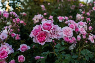 Pembe ve kırmızı dekoratif güllerin bahçesinde çiçek açıyor. Parkta pembe ve kırmızı güller açar..