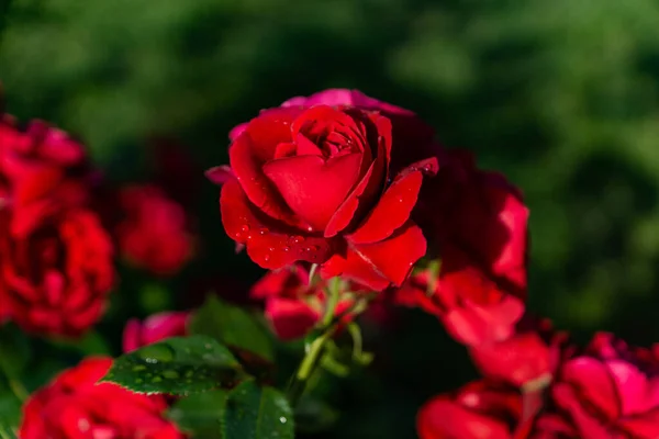 Schöne Blühende Rote Rote Rose Frühling Blühende Zierrosen — Stockfoto