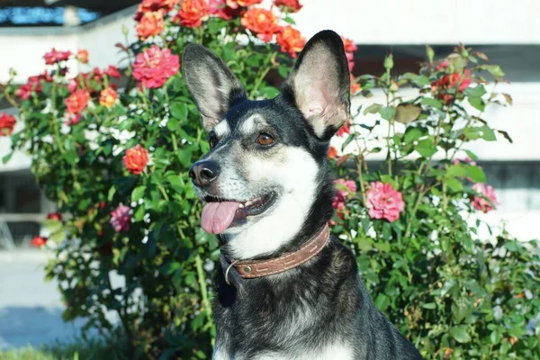 以玫瑰为背景的淘气的狗的画像 — 图库照片