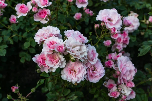 Blommar Trädgården Rosa Och Röda Dekorativa Rosor Rosa Och Röda — Stockfoto