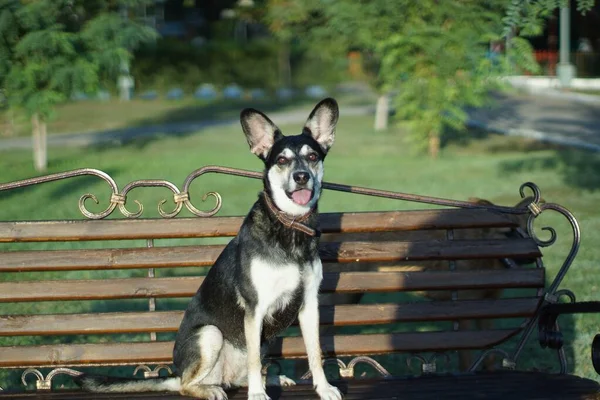 Cão Sentado Parque Banco — Fotografia de Stock