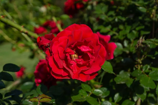 Schöne Blühende Rote Rote Rose Frühling Blühende Zierrosen — Stockfoto