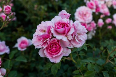 Pembe ve kırmızı dekoratif güllerin bahçesinde çiçek açıyor. Parkta pembe ve kırmızı güller açar..