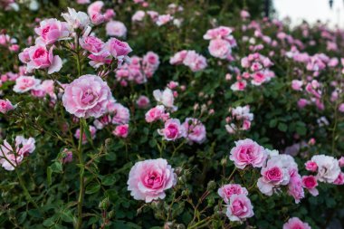 Pembe ve kırmızı dekoratif güllerin bahçesinde çiçek açıyor. Parkta pembe ve kırmızı güller açar..