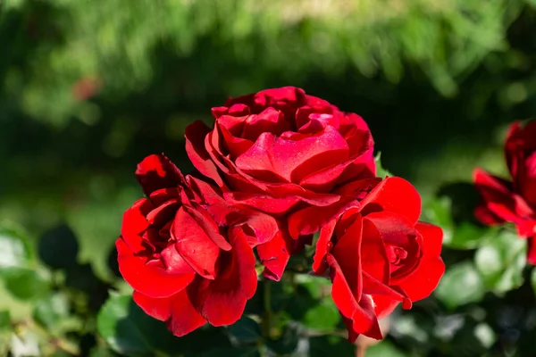 Beautiful Blooming Red Red Rose Весенние Цветущие Декоративные Розы — стоковое фото