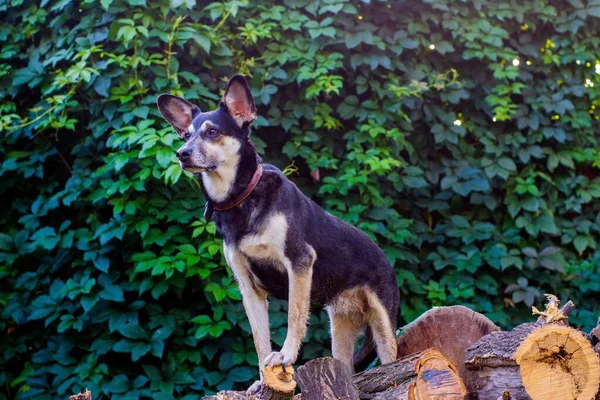 Portret Van Een Ondeugende Hond Het Hout Portret Van Een — Stockfoto