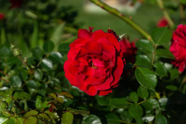 Beautiful Blooming Red Red Rose Весенние Цветущие Декоративные Розы — стоковое фото