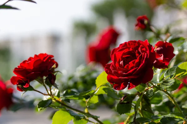 Schöne Blühende Rote Rote Rose Frühlingsblühende Zierrosen Blühende Rosen Auf — Stockfoto